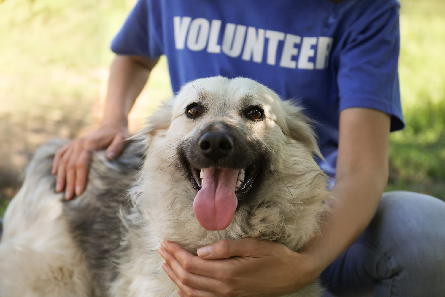 Dog - Smiling Volunteer